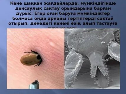 Пенис шәуетінің жыныстық фотосуреті