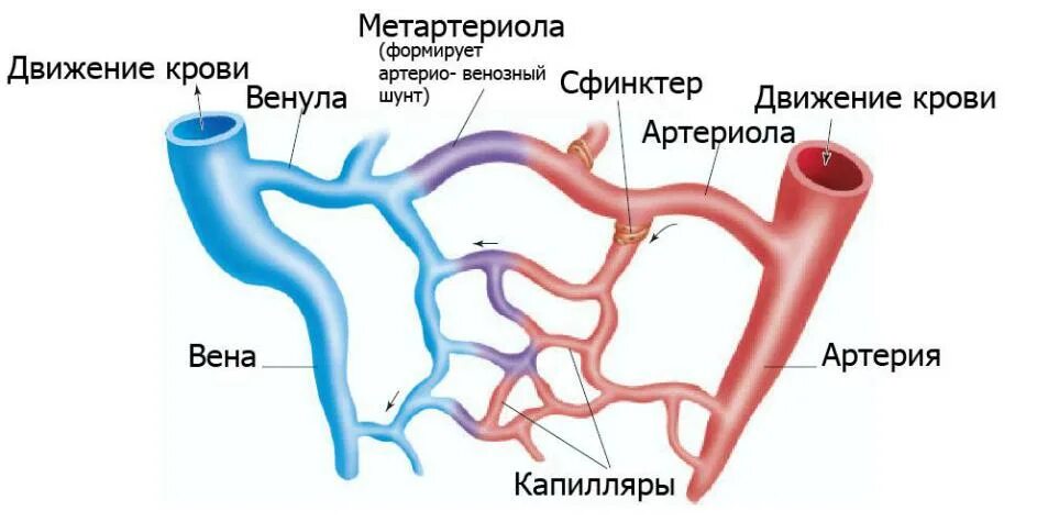 Артерии и вены венулы и артериолы. Аорта артерии артериолы капилляры венулы вены полые вены. Строение артериолы. Артерии артериолы капилляры. Вены и артерии схема