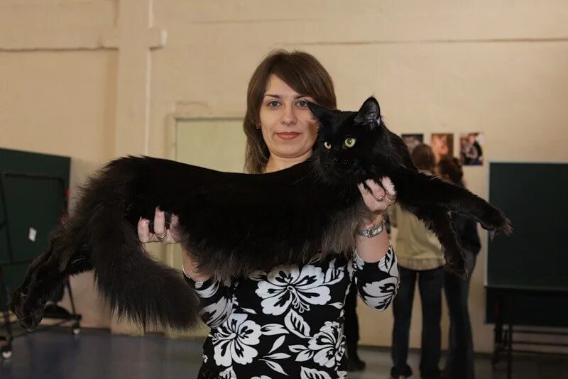 мейн кун черный. имя для черного мейн куна. имена для котят мейн кунов мальчиков. мейн кун черный полосатый. мейн кун черный солид 2 месяца.