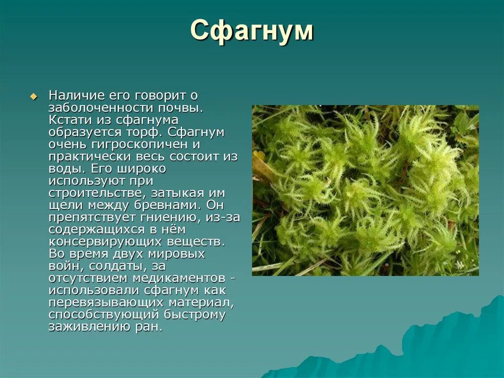 Мох сфагнум. Мох мох сфагнум. Сфагнум Гиргензона. Сфагнум болотный покрытосеменной.