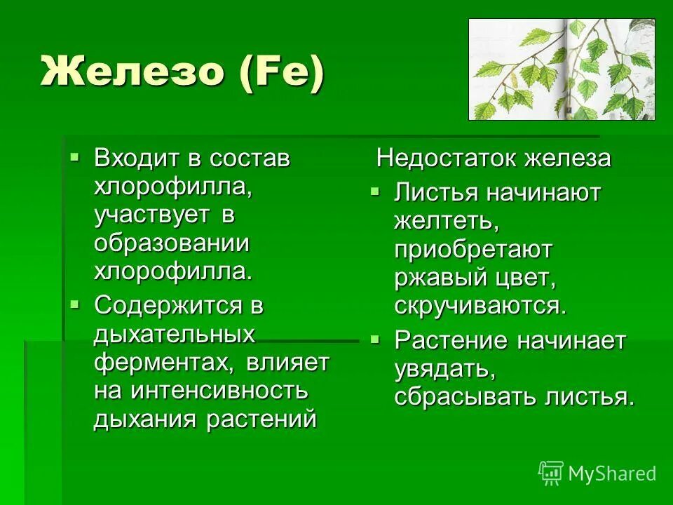 Хлорофилл в жизни растения. Роль железа в жизни растений. Что входит в состав хлорофилла. Железо входит в состав хлорофилла. Роль хлорофилла у растений.