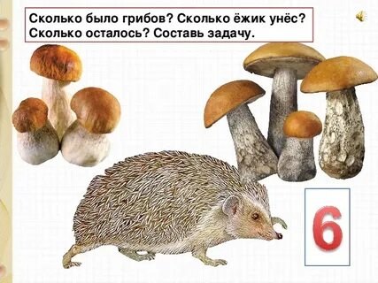Через сколько можно есть грибы