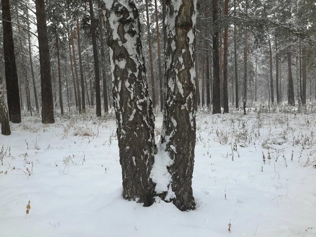 2 березы на холме. Береза с двумя стволами. Две березы. Берёза 2 ствольная. Лонели 2 березы.