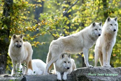 Des loups