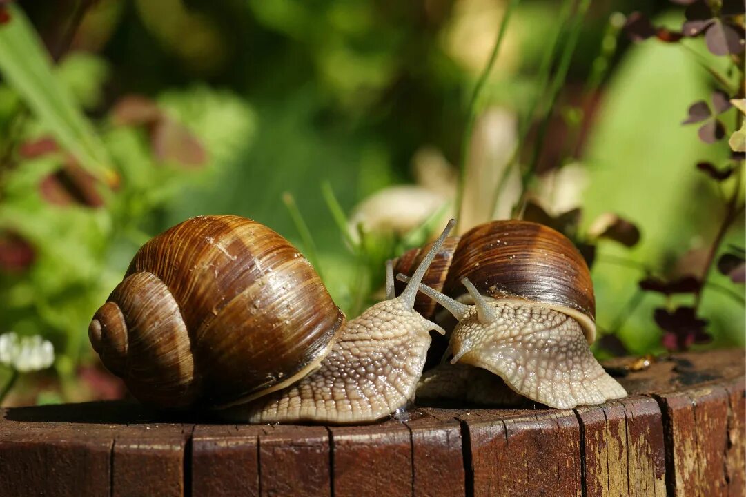 Панцирь виноградной улитки. Улитка Виноградная escargots. Флоридские древесные улитки. Черные виноградные улитки.