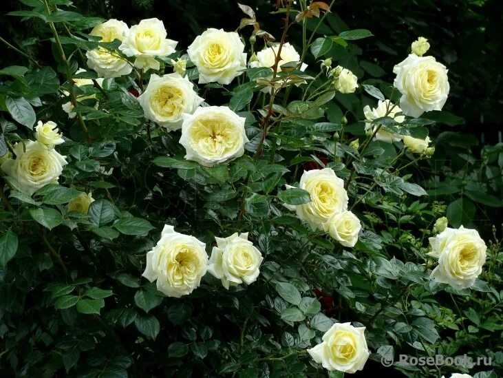 This unusual and romantic rose Elf climbing!