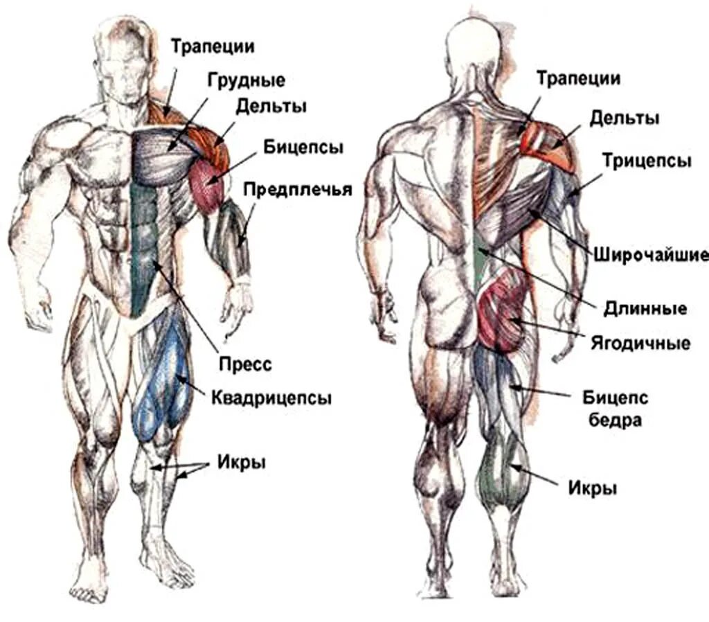 Строение человека мышцы анатомия мужчины. Бицепс трицепс квадрицепс. Анатомия мышцы человека культуриста. Трицепс бедра где находится. Главная мышца тела