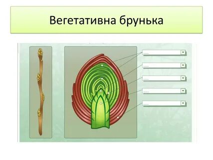 Вегетативные и генеративные почки рисунок