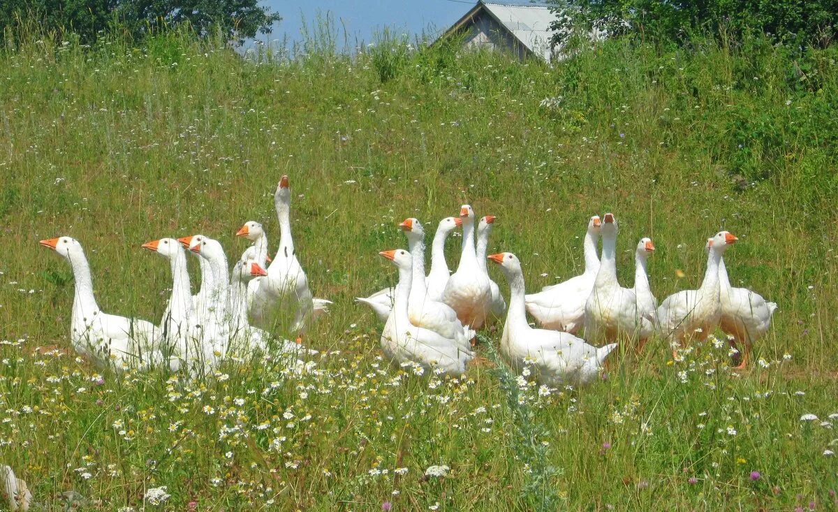 Гуси куры 5. Гуси в деревне. Гусь деревенский. Утки в деревне. Куры гуси.