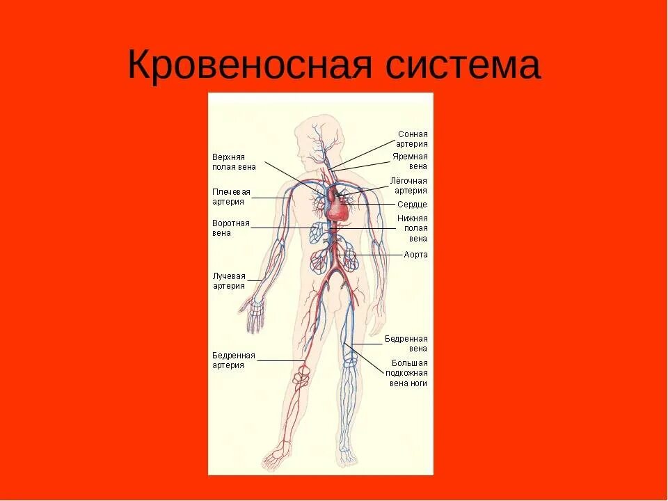 Кровеносная система система 3 класс окружающий мир. Кровеносная система человека ВПР 4 класс. Кровеносная система человека с названием костей. Кровеносная система артерии окружающий мир 3 класс.