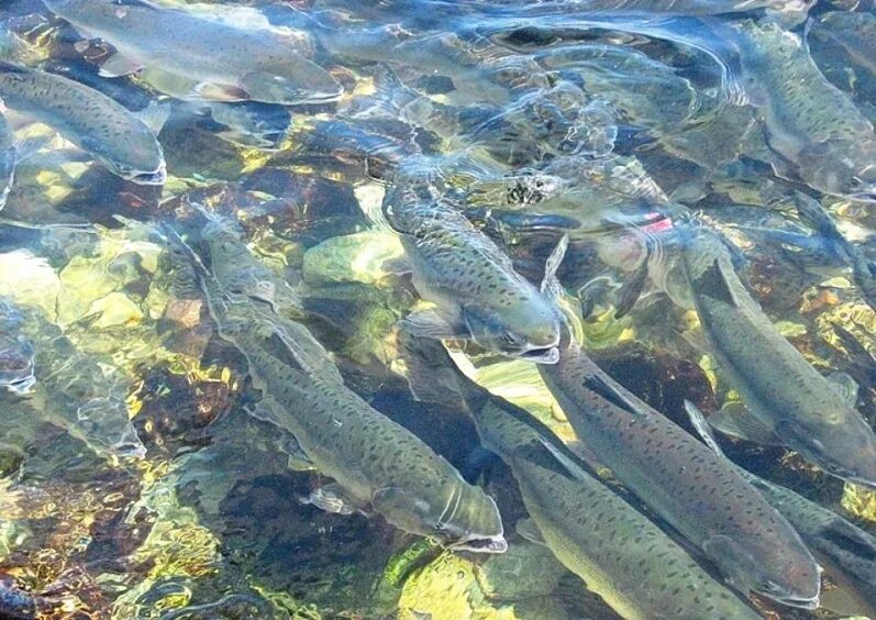 Рыба в приморском крае. Рыбы охотского моря. рыбалка на острове сахалин. корюшка енисей. сахалин рыба.