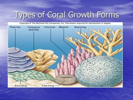Montagem coral перевод