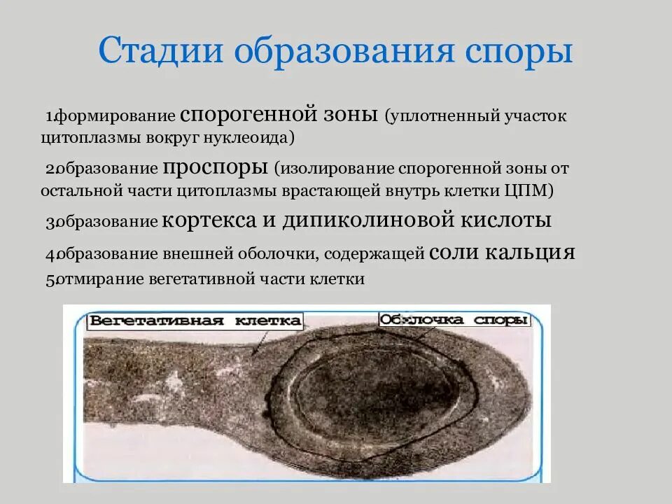 Формирование спор. Стадии образования споры у бактерий. этапы образования спор у бактерий. стадии образования спор у бактерий. стадии образования спор.