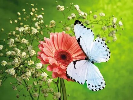 Красивые картинки с цветами и бабочками