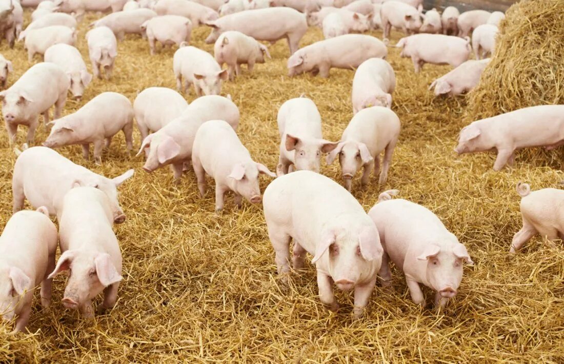 Поросята на ферме. Сельское хозяйство свиньи. Современная свиноферма. Сельское хозяйство свиньи. Схпк усольский свинокомплекс.