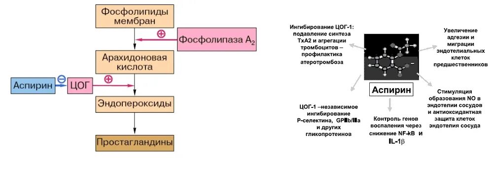 Ацетилсалициловая механизм действия. Механизм ацетилсалициловой кислоты. Ацетилсалициловая кислота ЦОГ. Ацетилсалициловая кислота ингибирование ЦОГ. Механизм действия аспирина