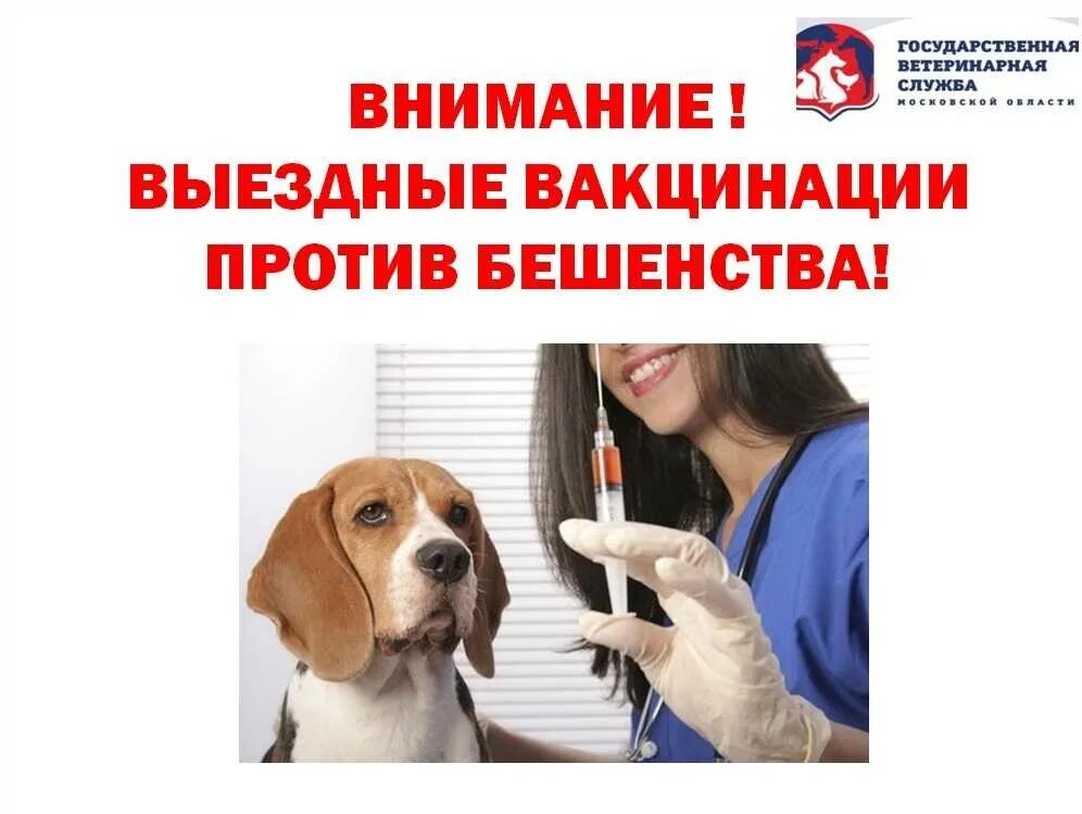 Делайте вакцинацию от бешенства