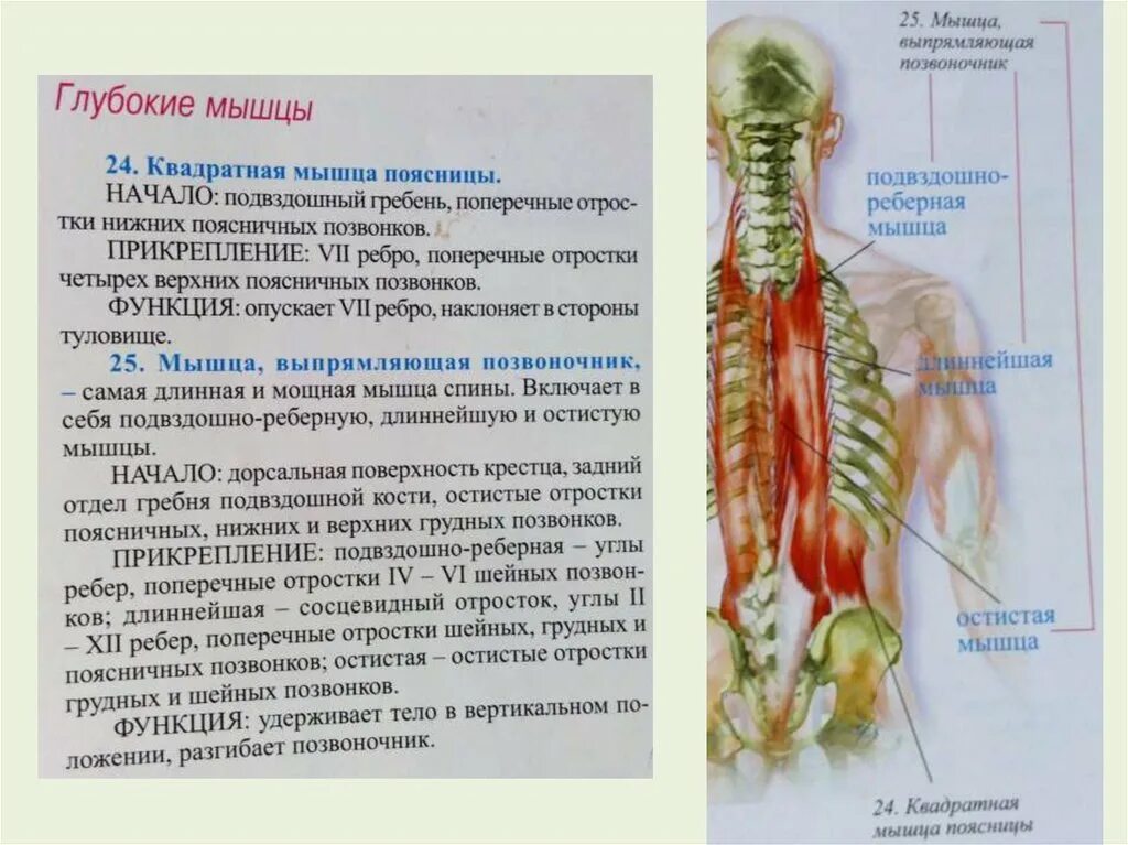К чему крепятся мышцы. Подвздошно реберная мышца спины. Подвздошно реберная мышца поясницы. Подвздошно реберная мышца спины анатомия. Подвздошно реберная мышца прикрепление.