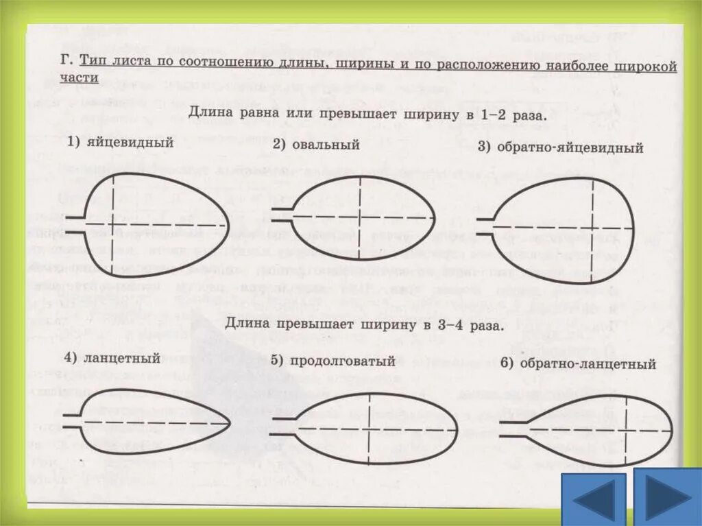 Тип листа смородины по соотношению длины. Тип листа по соотношению длины ширины. тип листа по соотношению длины ширины и по расположению. типы листьев по соотношению длины и ширины. тип листа по соротнош длины.