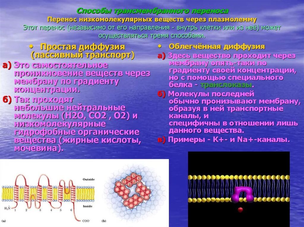 Расщепление высокомолекулярных соединений. Перенос низкомолекулярных веществ через плазмолемму. Низкомолекулярные соединения метод. Участие плазмолеммы в транспорте веществ. Трансмембранный транспорт веществ.