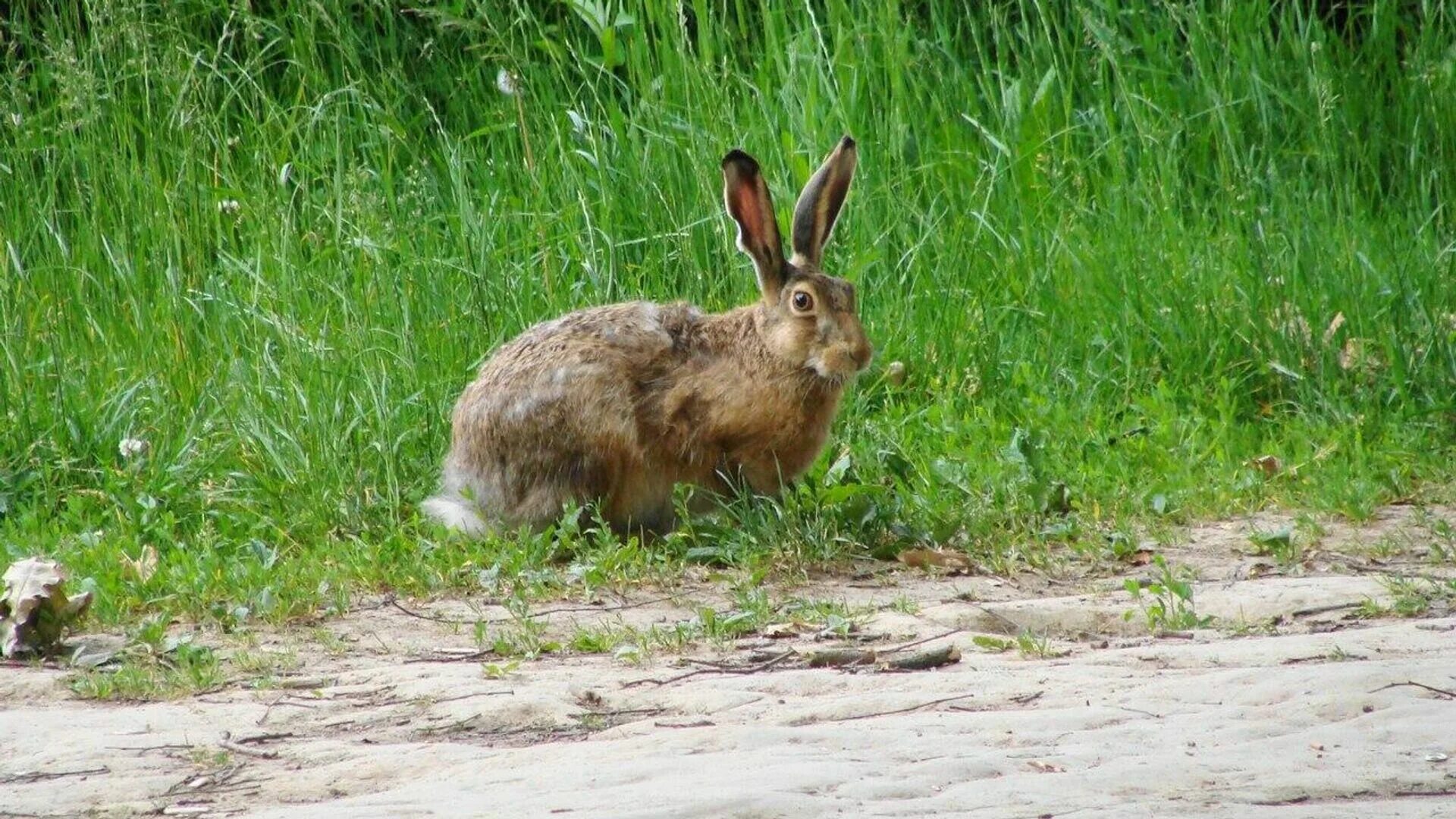 Заяц русак в лесу. Заяц русак белый. Заяц русак зимой. Заяц русак в лесу. Заяц русак в лесу.