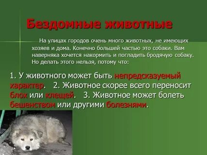 Какие животные не могут быть одни