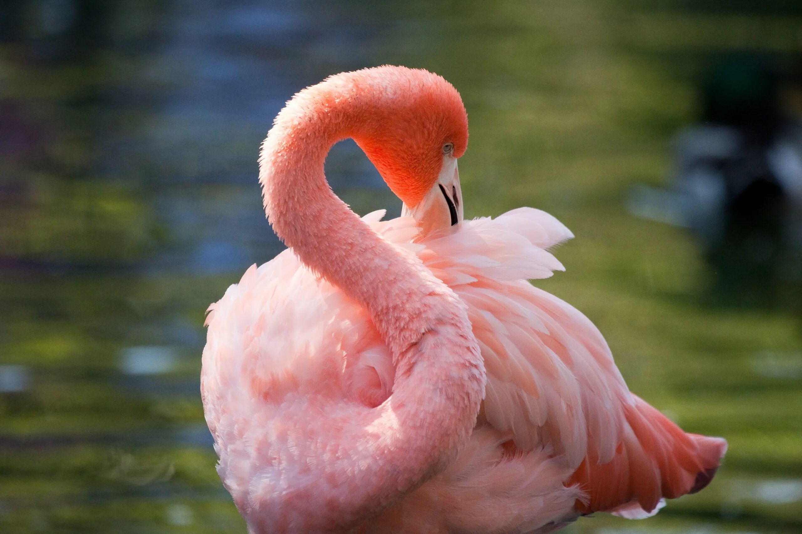 Фламинго. Розовый Фламинго. Окрас Фламинго. Розовый Фламинго цвет. Фломинго