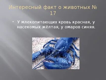 4 факта о животных