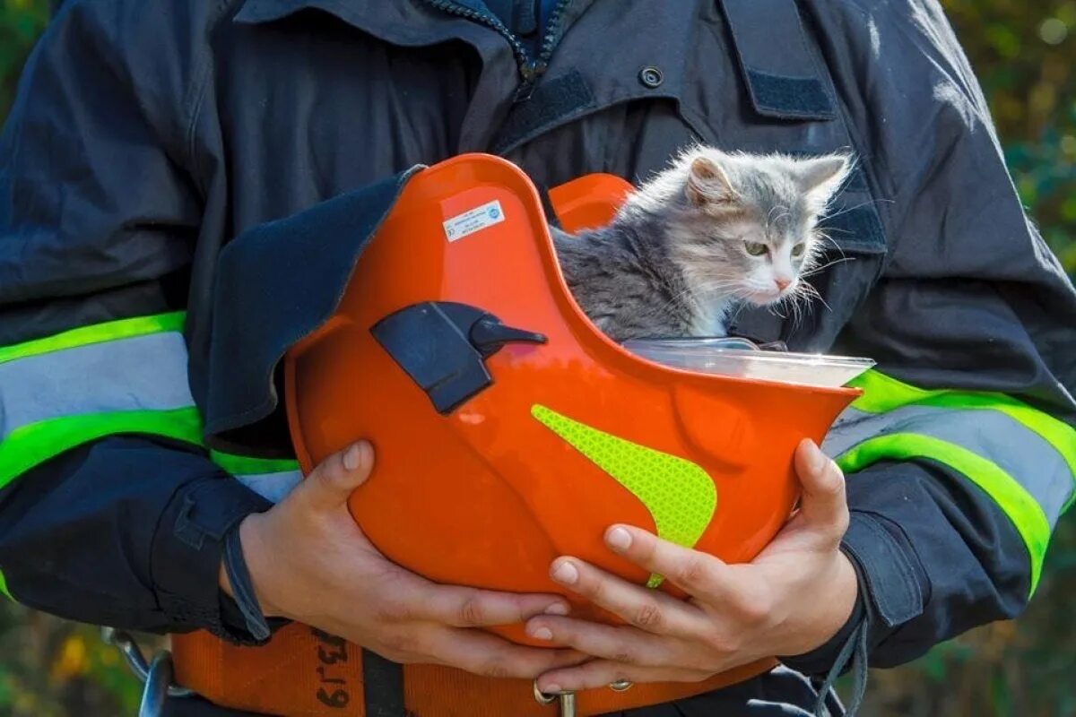 Кот спасатель. МЧС спас котенка. Пожарный с котенком. МЧС спасают котенка. Кошечки спасают