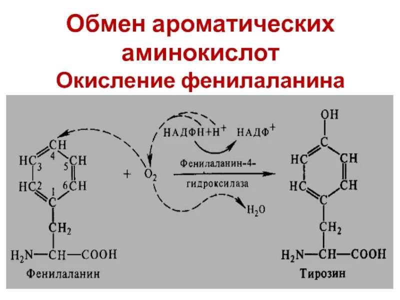 Фенилаланин биохимия. Схема метаболизма ароматических аминокислот. Схема метаболизма фенилаланина. Синтез ароматических аминокислот схема. Схема обмена ароматических аминокислот.