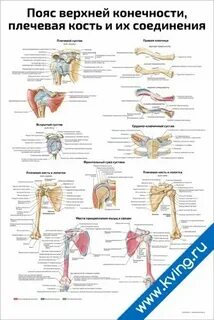 Соединение костей пояса верхней конечности