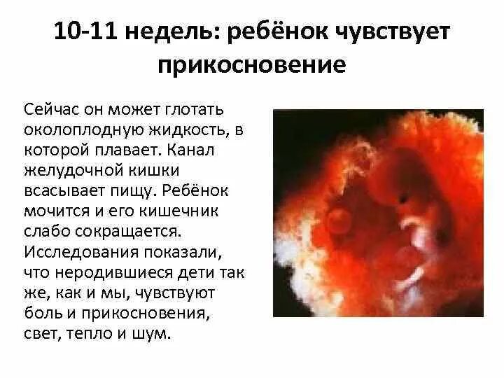 На какой недели ощущается. Размер ребёнка на 10 неделе беременности. Плод на 10 неделе беременности. Эмбрион по неделям беременности 10 недель.