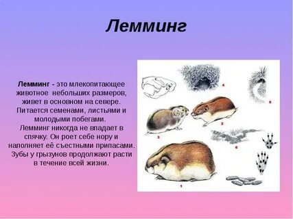 Животные тундры 4 класс окружающий мир лемминг