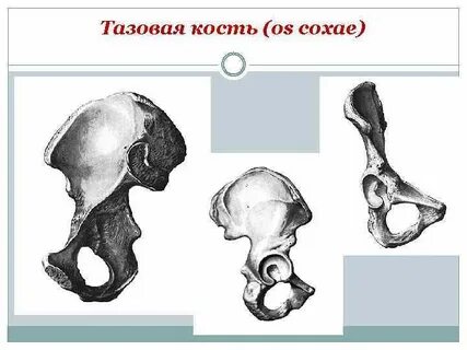 Тазовая кость какая кость