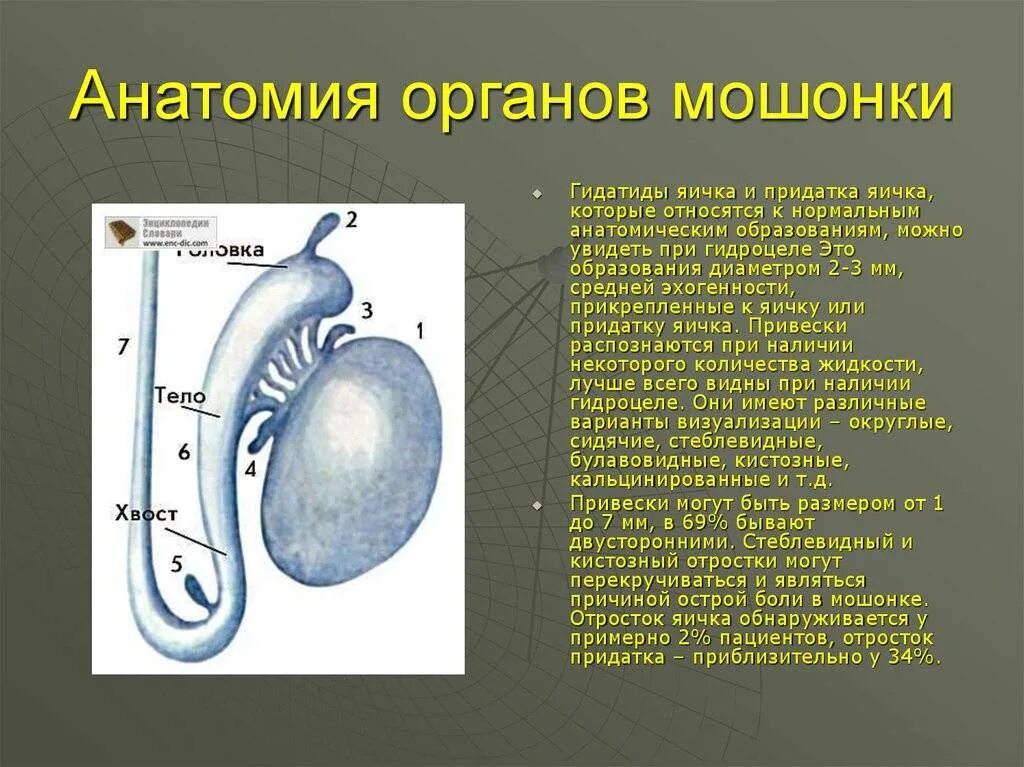 Почему левое яичко. Яичко анатомия гидатида морганьи.