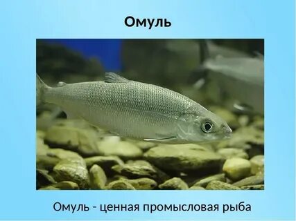 Байкальский омуль среда обитания