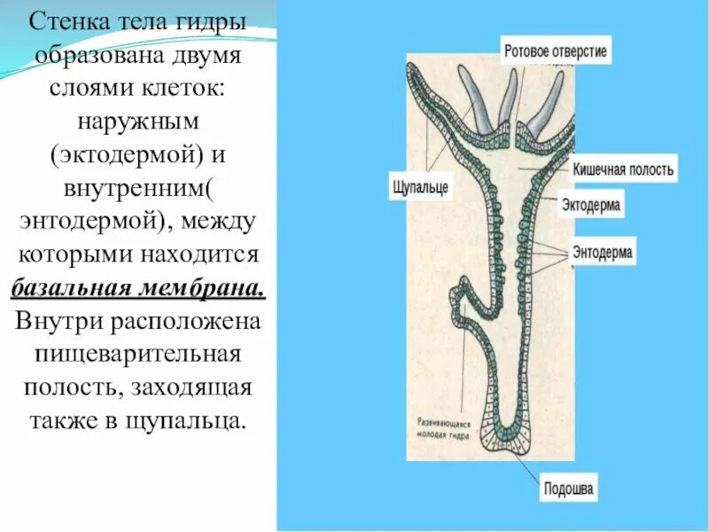 Гидра состоит из клеток. Гидра состоит из клеток
