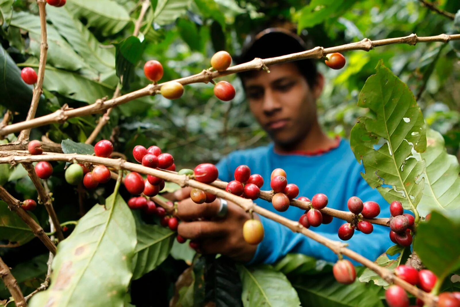 Никарагуа плантации кофе. Кофейное дерево (Coffea). Никарагуа кофейные плантации. Никарагуа кофейное дерево. Сосед кофейного дерева