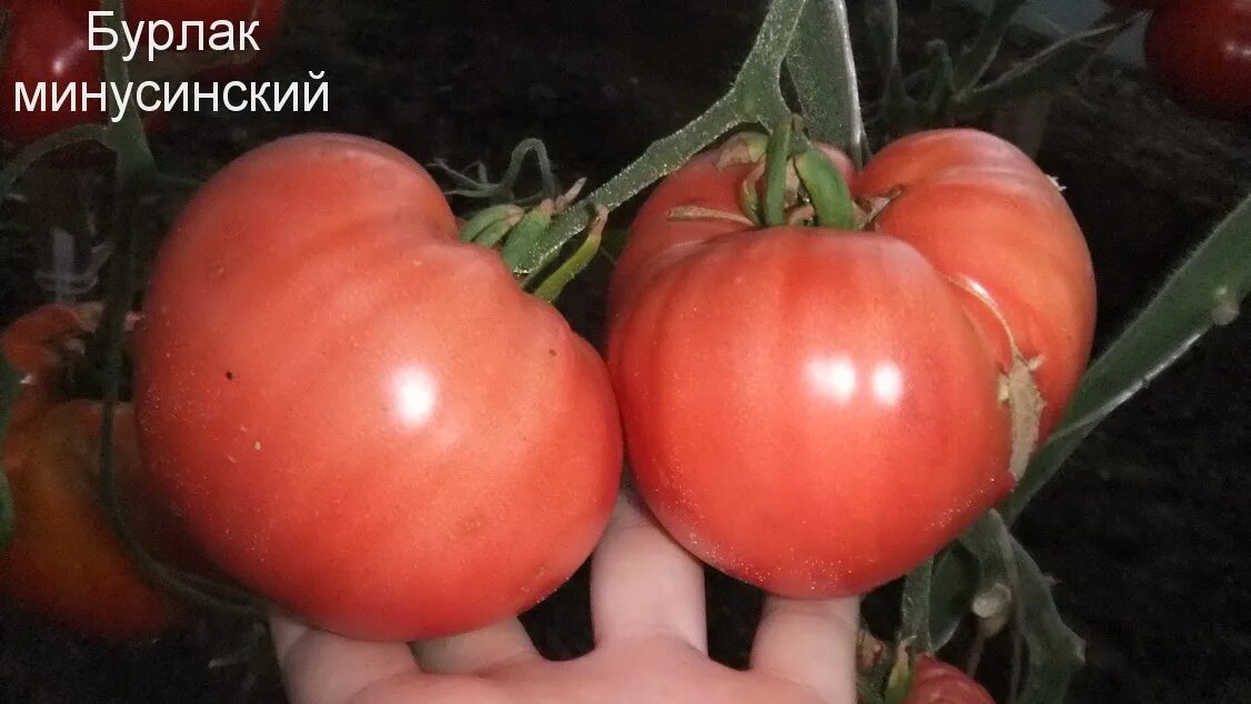 Томат минусинский характеристики. Томат минусинский гигант. Минусинские сорта томатов. Томат минусинский улучшенный отбор. Томат минусинский яблочный усыпной.