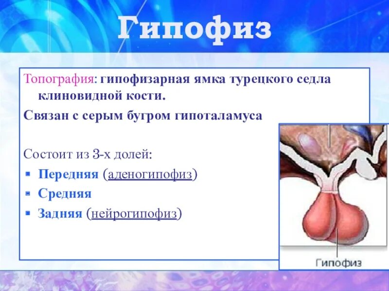 Турецкие седло кость. Гипофиз топография строение. Гипофизарная ямка турецкого седла. Гипофиз анатомия топография. Гипофизарная ямка турецкого седла клиновидной кости.