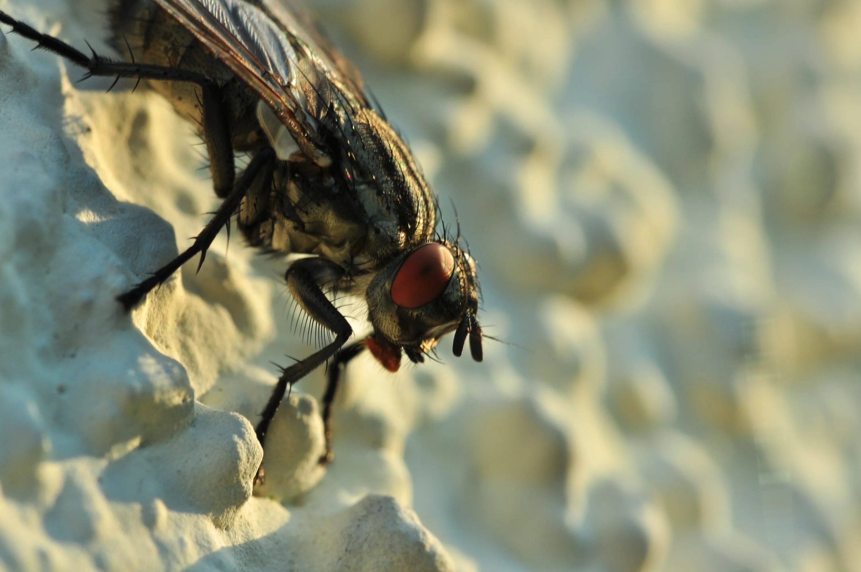 Сколько пролетает муха. Глаза мухи. Муха фото. Сложное насекомое. Насекомые близко.
