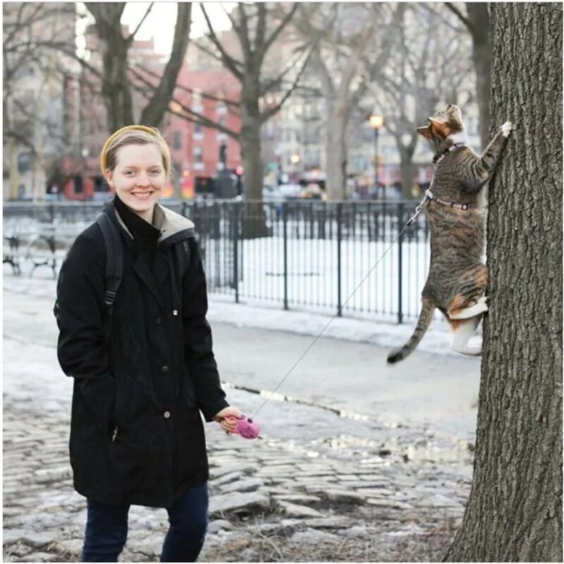 Алее кот. Выгуливание кота. выгул котика. человек выгуливает кота. выгуливает птицу.