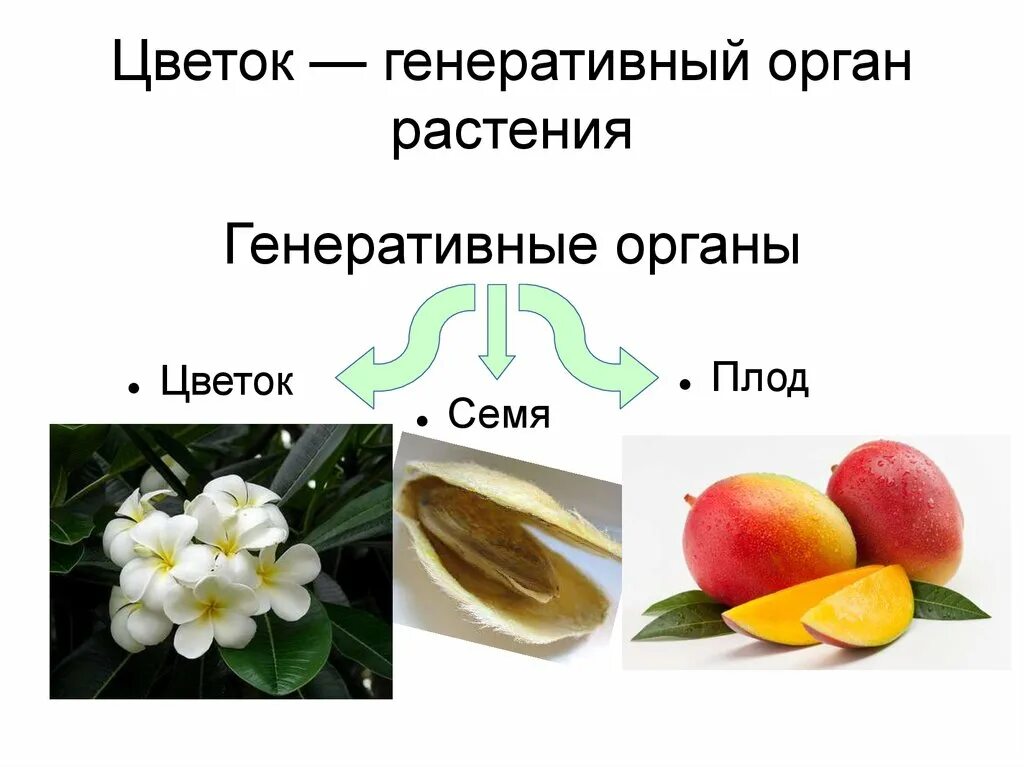 Генеративные органы: цветок плод с семенами. Генеративные органы 6 класс биология. Генеративные органы растений 6 класс. Цветок плод семя биология 6 класс. Генеративное расширение