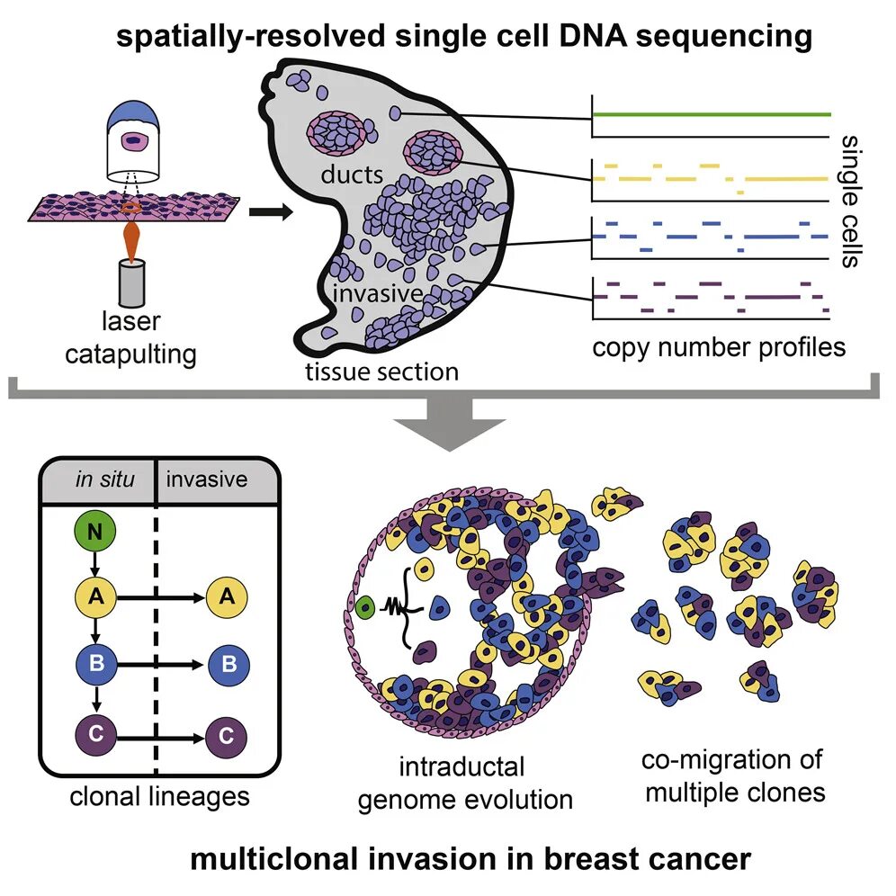 Single Cell sequencing pictures. Singlecell метод в науке. Cell Invasion.