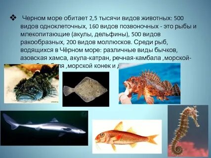 Рыбы обитающие в черном