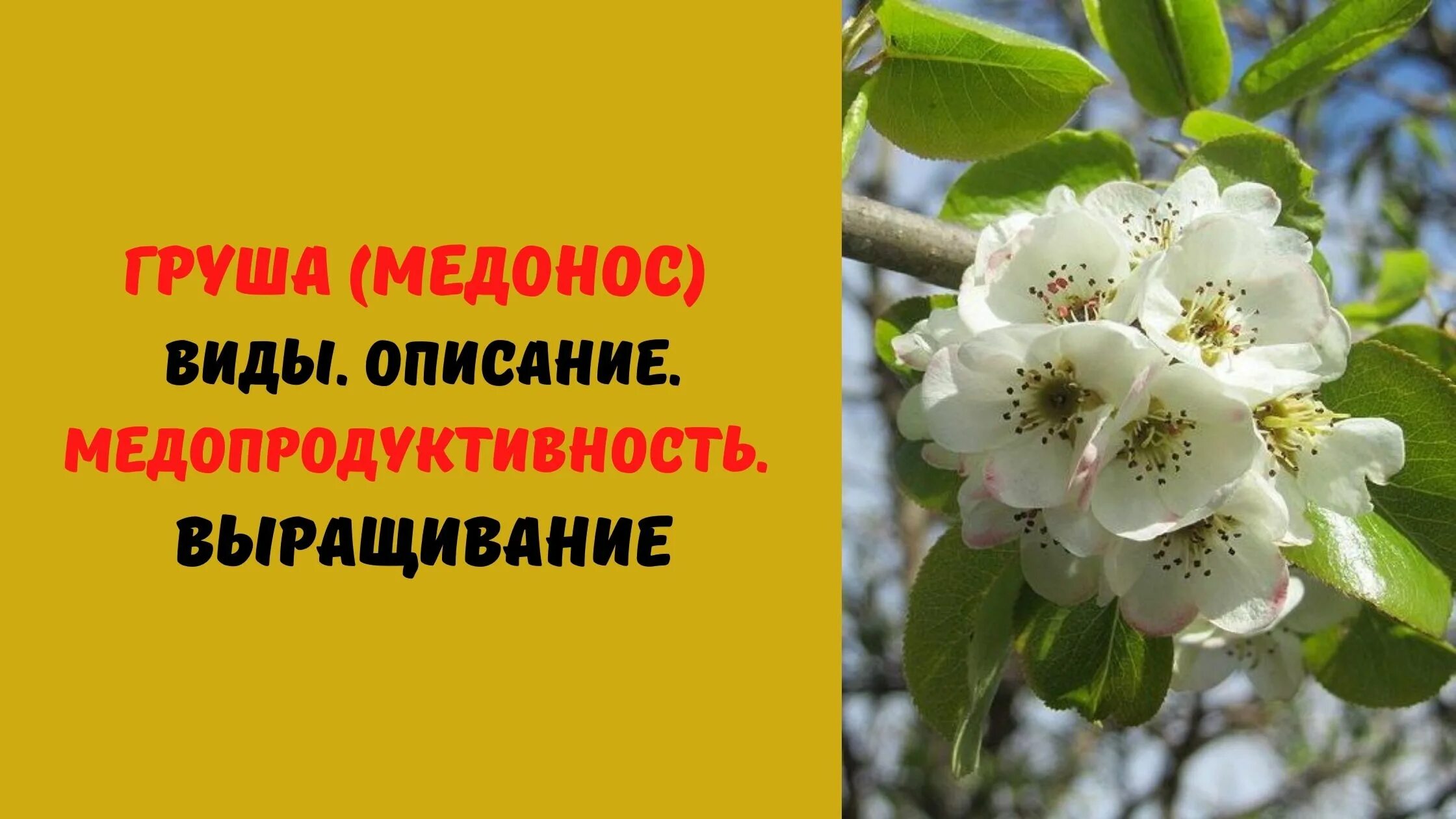 Любовь расцветающая цветами груши 40. Груша медонос. Магнолия медонос. Груша цветение цветы. Липа медонос медопродуктивность.