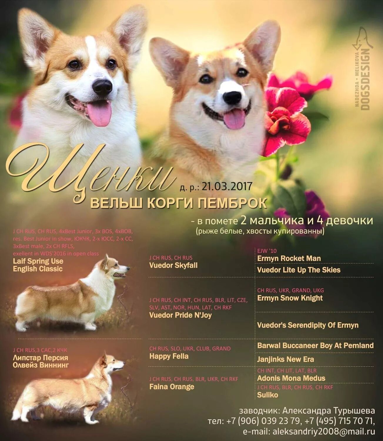 Кличка для корги девочки. Здоровье вельш корги пемброк. вельш корги пемброк мальчик. вельш корги пемброк имена для мальчика. корги пемброк стандарт породы.
