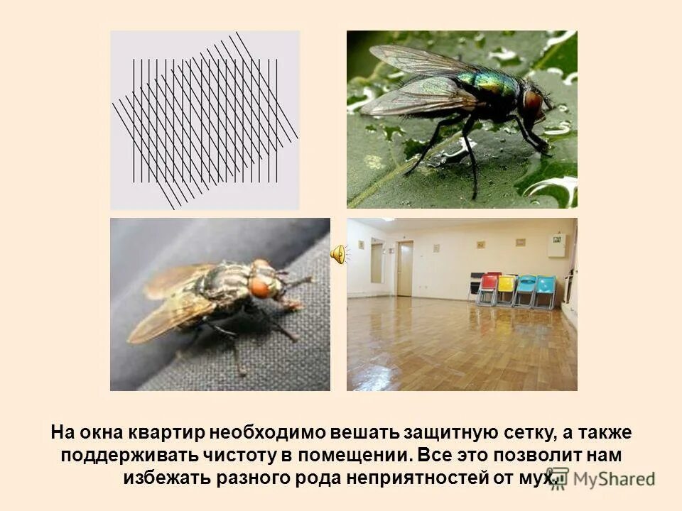 Польза мух. Большие мухи в квартире. Борьба с мухами. Интересные факты о мухах. Доклад про мух.