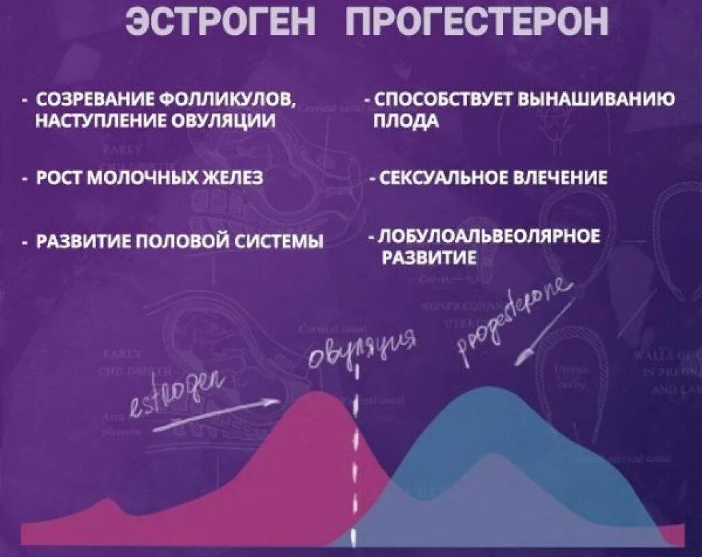 Повышен половой гормон у женщин. Эстроген и прогестерон. Эстрогены женские. Эстрогены прогестерон женские гормоны. Функции эстрогена и прогестерона.