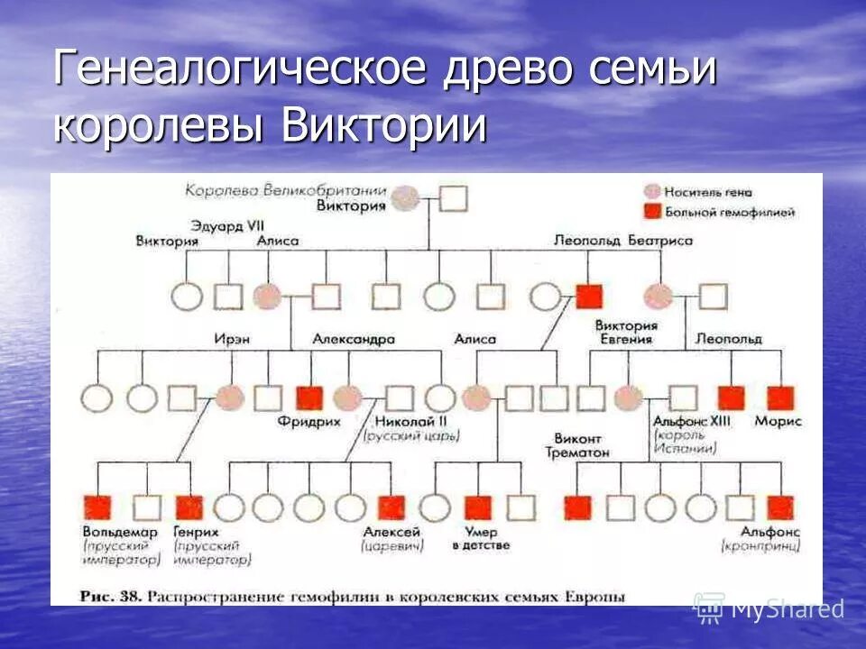 составление древа родословной. сколько сделать родословную. сколько сделать родословную. пример родословной схемы семьи. как составить родословную схема.